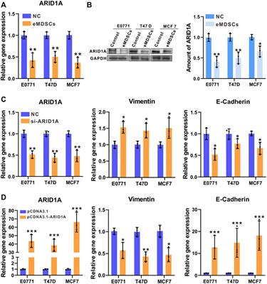 Early myeloid-derived suppressor cells accelerate epithelial-mesenchymal transition by downregulating ARID1A in luminal A breast cancer